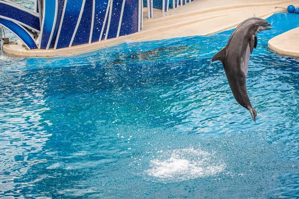 Orlando Florida June 2020 Dolphin Jumping Dolphin Days Show Seaworld — Stock Photo, Image