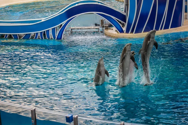 Orlando Florida June 2020 Dolphins Jumping Dolphin Days Show Seaworld — Stock Photo, Image