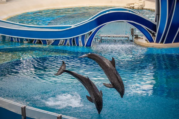 Orlando Florida June 2020 Dolphins Jumping Dolphin Days Show Seaworld — Stock Photo, Image