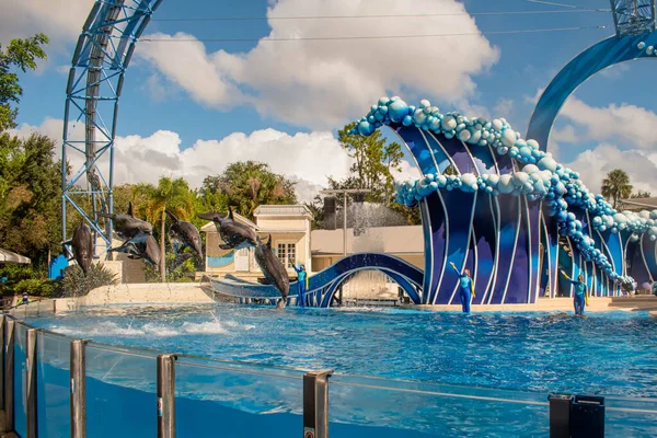 Orlando Florida November 2020 Dolfijn Springen Dolfijn Dagen Show Seaworld — Stockfoto