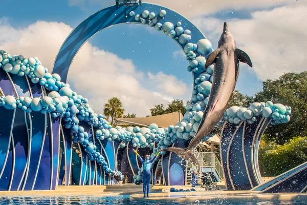 Orlando Florida Noviembre 2020 Dolphin Saltando Dolphin Days Show Seaworld —  Fotos de Stock