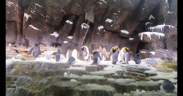 Orlando Florida Julio 2021 Miembro Del Elenco Supervisando Pingüinos Seaworld — Vídeo de stock