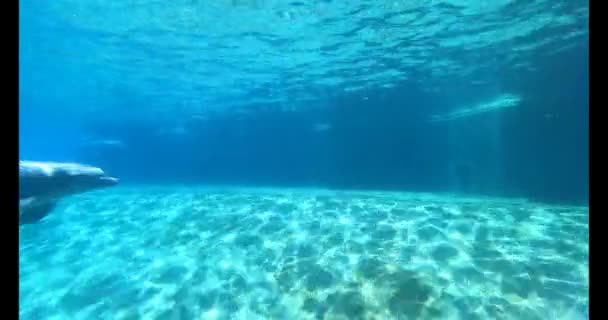 フロリダ州オーランド 2021年7月31日シーワールドの水中観察エリアでイルカの水泳 — ストック動画