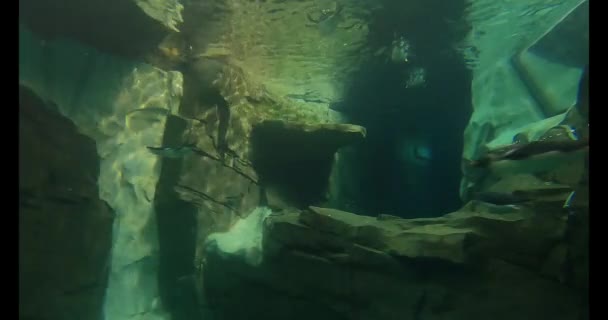 Orlando Florida July 2021 Penguin Swimming Underwater Viewing Area Seaworld — Stock Video
