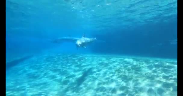 Орландо Флорида Июля 2021 Дельфин Купается Подводной Смотровой Зоне Seaworld — стоковое видео