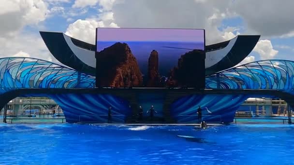 Orlando Florida Agosto 2021 Hermosas Ballenas Asesinas Seaworld — Vídeo de stock