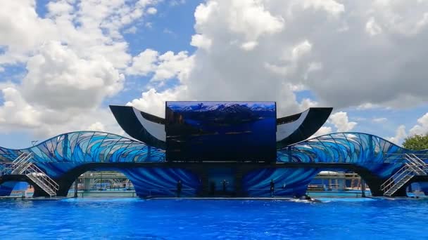 Orlando Florida Ağustos 2021 Yılı Seaworld Güzel Katil Balinalar Var — Stok video