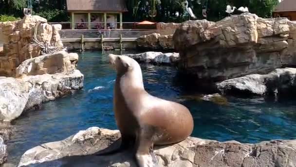 Orlando Florida Augustus 2021 Zeehonden Die Wachten Vis Eten Seaworld — Stockvideo