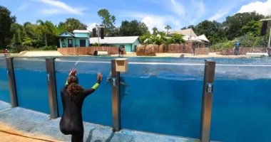  Orlando, Florida. 25 Ağustos 2021. Yunus Seaworld 'de seyirciyi selamlıyor (15)