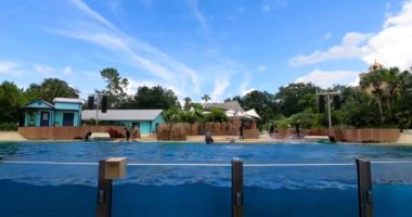 Orlando, Florida. 25 Ağustos 2021. Seaworld 'de yunus atlayışı (10)