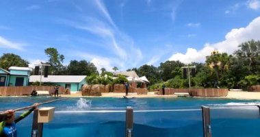 Orlando, Florida. 25 Ağustos 2021. Seaworld 'de yunus atlayışı (12)