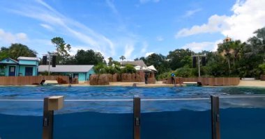 Orlando, Florida. 25 Ağustos 2021. Seaworld 'de yunus atlayışı (13)