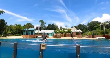 Orlando, Florida. 25 Ağustos 2021. Seaworld 'de suyun yüzeyinde dik duran yunus (14))