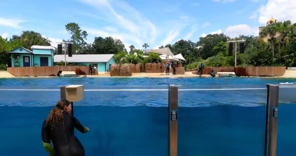 Orlando Florydzie Sierpnia 2021 Skoki Delfinów Seaworld — Wideo stockowe