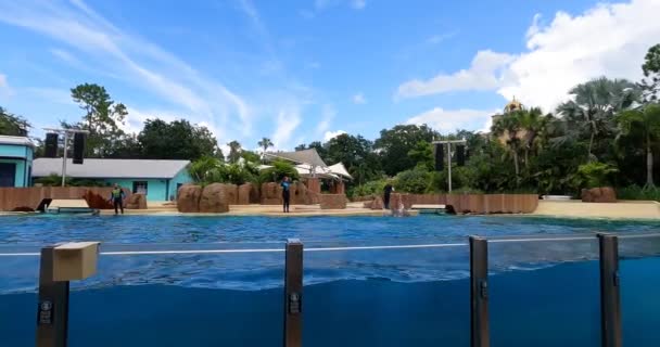 Orlando Florida Agosto 2021 Delfín Saltando Seaworld — Vídeos de Stock