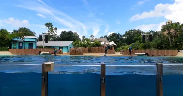 Orlando Florydzie Sierpnia 2021 Delfin Pływanie Dużą Prędkością Seaworld — Wideo stockowe