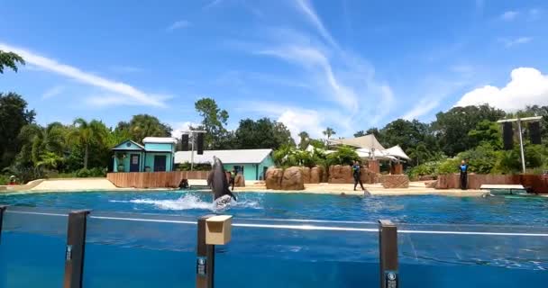 Orlando Florida Ağustos 2021 Seaworld Suyun Yüzeyinde Dik Duran Yunus — Stok video