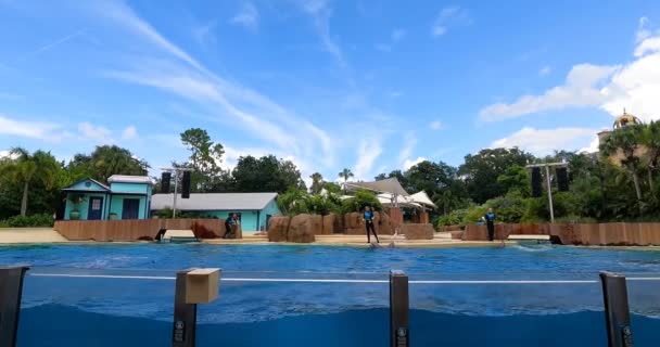 Orlando Florida Agosto 2021 Salto Dei Delfini Seaworld — Video Stock