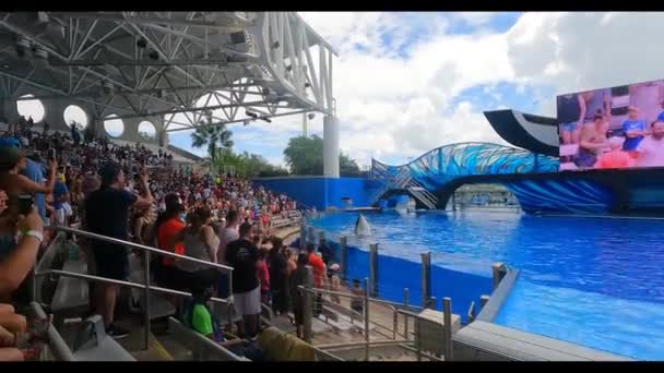 Orlando Florida Agosto 2021 Ballena Asesina Girando Encuentro Orca Seaworld — Vídeos de Stock