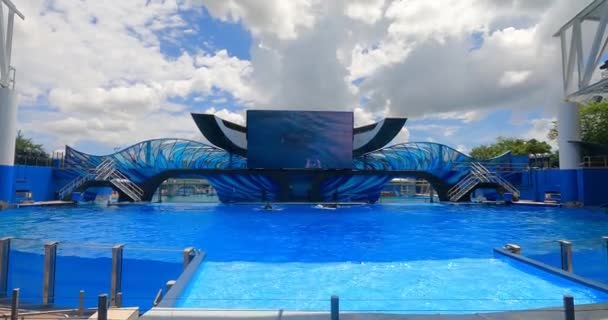 フロリダ州オーランド 2021年8月25日 海の世界でオルカに飛び込むキラークジラ — ストック動画