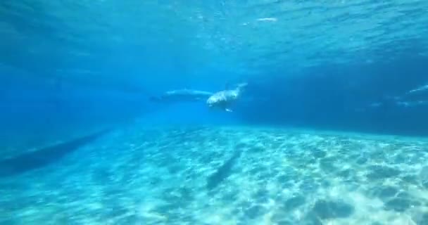 Orlando Florydzie Sierpnia 2021 Ładne Delfiny Butelkowane Pod Powierzchnią Wody — Wideo stockowe