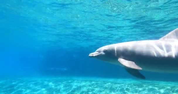 Orlando Florida Agosto 2021 Bonitos Delfines Nariz Botella Debajo Superficie — Vídeos de Stock