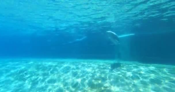 Orlando Florida Augusti 2021 Fina Flasknosdelfiner Vattenytan Vid Dolphin Cove — Stockvideo