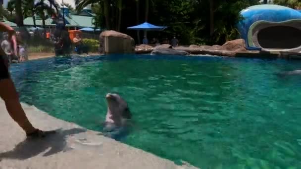Orlando Florida Agosto 2021 Treinamento Golfinhos Dolphin Nursery Seaworld — Vídeo de Stock