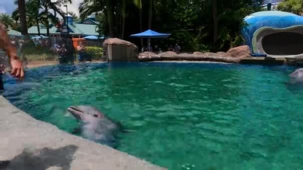 Orlando Florida August 2021 Delfintraining Der Delfinaufzuchtstation Von Seaworld — Stockvideo