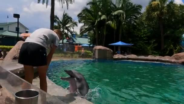 Orlando Florida Agosto 2021 Treinamento Golfinhos Dolphin Nursery Seaworld — Vídeo de Stock