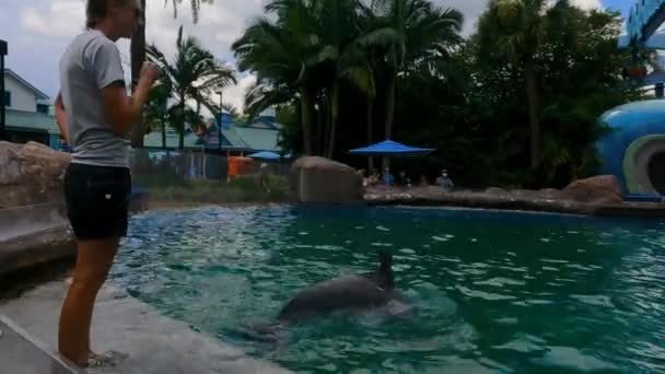 Orlando Florida Agosto 2021 Entrenamiento Delfines Guardería Dolphin Seaworld — Vídeo de stock