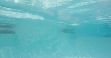 Tampa Körfezi, Florida. 28 Ağustos. 2021 yılı. Busch Gardens Tampa 'daki Afrika penguenleri (18)