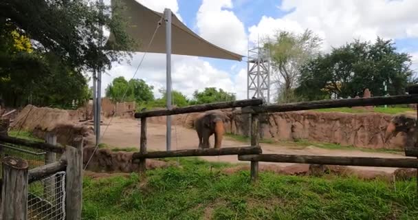 Tampa Bay Florida Agosto 2021 Elefantes Asiáticos Busch Gardens Tampa — Vídeos de Stock