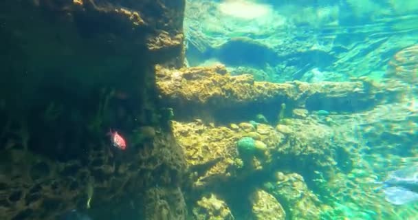 Orlando Florida Augusztus 2021 Turtletrek Akvárium Seaworld — Stock videók