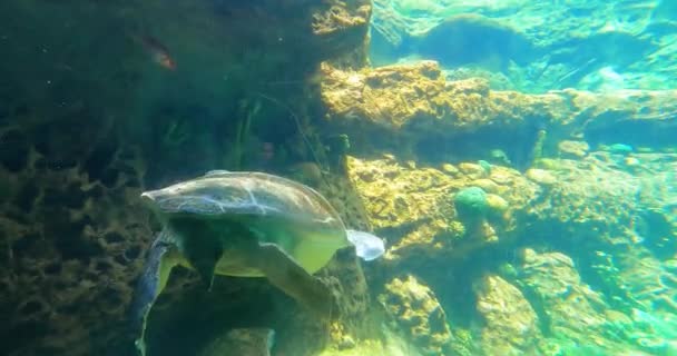 Orlando Florida Agosto 2021 Turtletrek Aquarium Seaworld — Video Stock