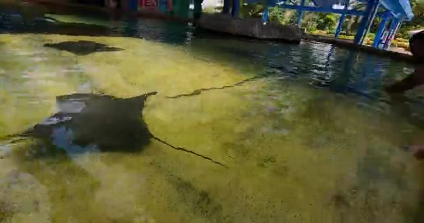 Orlando Florida Agustus 2021 Gadis Kecil Menyentuh Manta Ray Seaworld — Stok Video