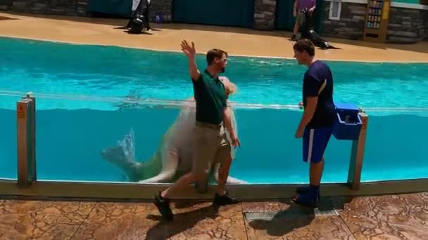 Orlando Florida Agosto 2021 Bonita Morsa Espectáculo Sea Lion Otter — Vídeos de Stock