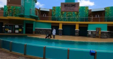  Orlando, Florida. 30 Ağustos 2021. Seaworld 'de Deniz Aslanı ve Su Samuru Sahne Işığı (4))