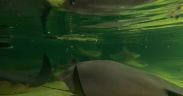 奥兰多 佛罗里达2021年8月30日 海世界Stingray环礁的Manta射线 — 图库视频影像