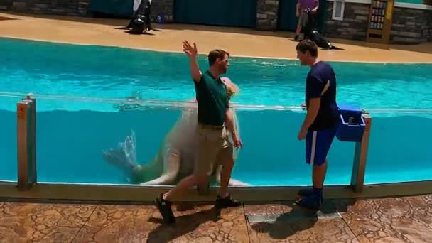 Orlando Florida Agustus 2021 Acara Sea Lion Otter Spotlight Seaworld — Stok Video