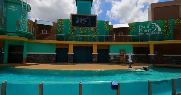 Orlando Florida Ağustos 2021 Seaworld Deniz Aslanı Samuru Sahne Işığı — Stok video