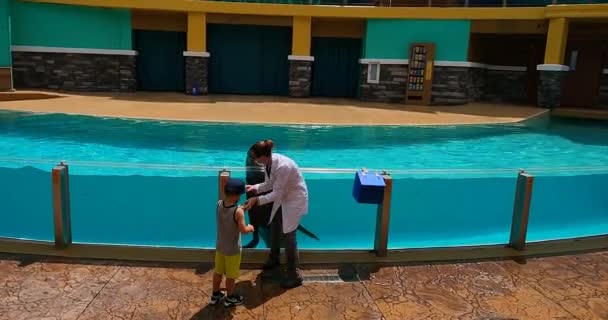 Orlando Florida August 2021 Sea Lion Otter Spotlight Show Seaworld — Stock Video