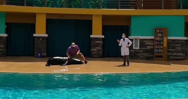 Orlando Florida Agosto 2021 Sea Lion Otter Spotlight Show Seaworld — Vídeo de Stock