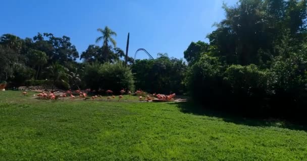 Zatoka Tampa Florydzie Sierpnia Rok 2021 Flamingi Ogrodach Busch Tampa — Wideo stockowe