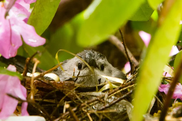 Pájaro Gato Gris Nido Escondido Rododendro — Foto de Stock