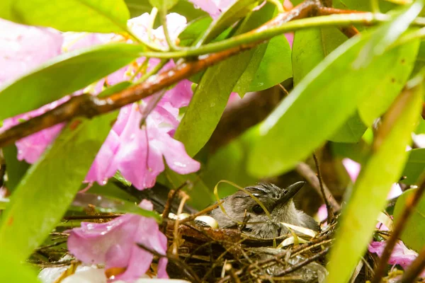 Catbird Gris Dans Nid Caché Dans Rhododendron — Photo