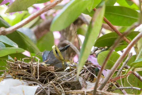 Catbird Gris Dans Nid Caché Dans Rhododendron — Photo