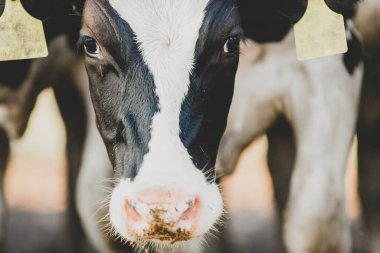 Siyah ve beyaz çiftlik ineği