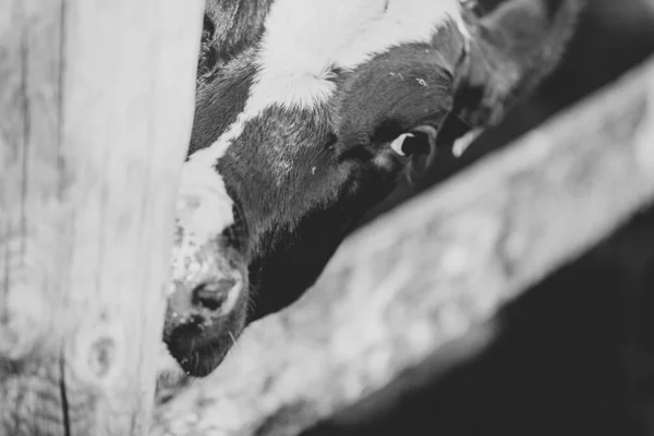 Preto Branco Fazenda Vaca Close — Fotografia de Stock