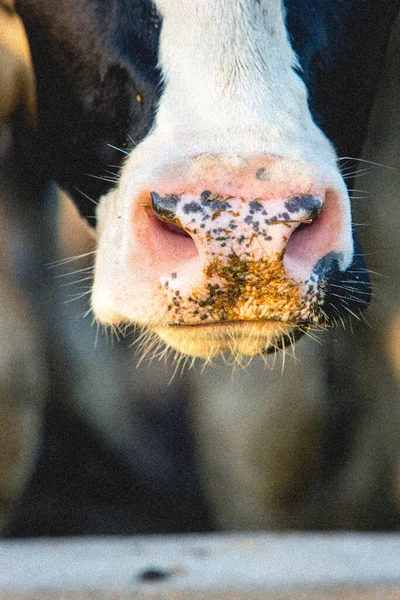 Preto Branco Fazenda Vaca Close — Fotografia de Stock